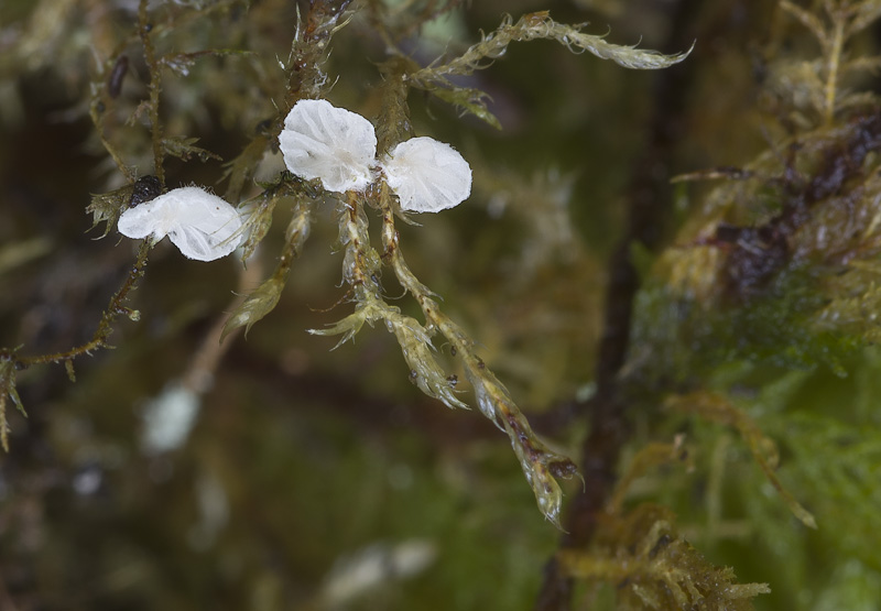 Rimbachia bryophila